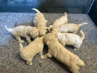 Maltipoo