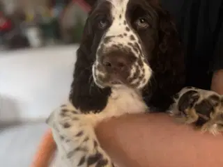 DKK Stamtavle Standard Engelske Springer Spaniels