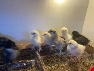 Silkehøns / silkekyllinger