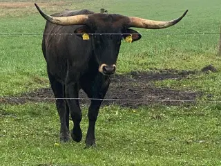 Texas Longhorn tyr
