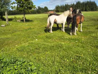 4 års vallak, ca. 140 cm i stang