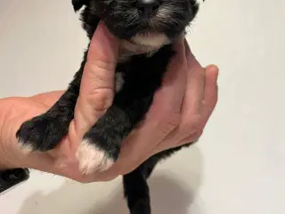 Kun en tæve tilbage nu! Små blandinger 