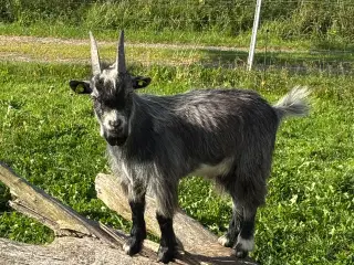 Lille dværge gedebuk sælge