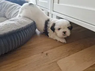 Lhasa apso/ shih tzu han hvalp