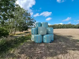 Hvede wrap