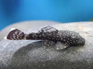 Ancistrus Bristlenose Pleco