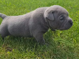 Dreng American Bully Pocket Blu