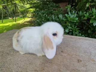 Minilop unge 