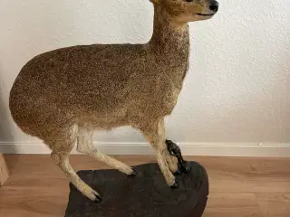 Flot fuldmonteret Klipspringer fra Namibia sælges 