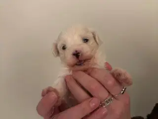 Hundehvalpe/Mini malteser hvalpe