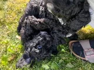 Skønne Cockapoo-hvalpe søger kærlige hjem
