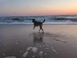 (SØGER) 👈🏻👉🏻 Belgisk Malinois