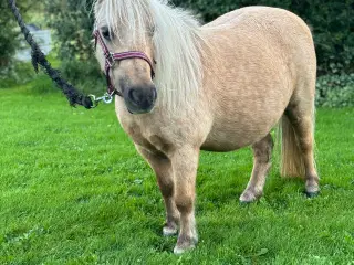 Palomino shetlandsponyhoppe 