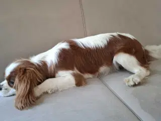 Cavalier tæve 