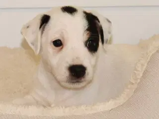 Jack Russell terrier 