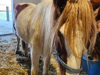 Flot blanding på god størrelse