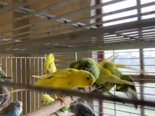 Undulater unger 100kr 