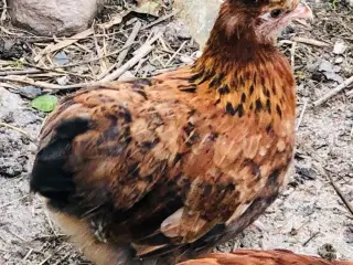Dværg høner