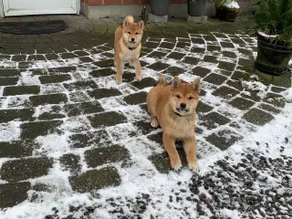 Shiba hvalpe