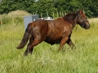 1 årig Jyskhest hingst sælges