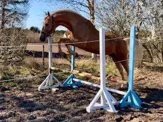 Bedækning ved kåret og avlsgodkendt palomino hings