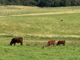Rød Angus Kvier