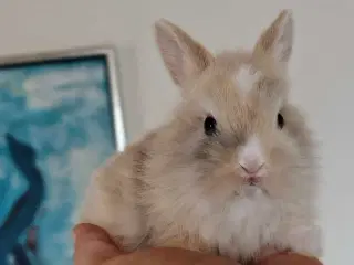 Fluffy Mini Kaniner🐰