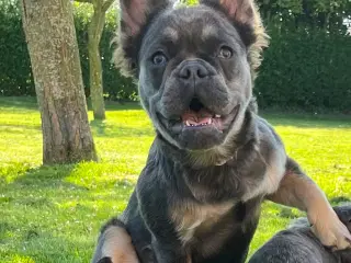 Fluffy fransk bulldog