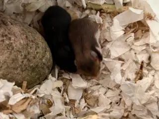 Guldhamster