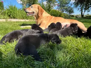 Labrador hvalpe med stamtavle