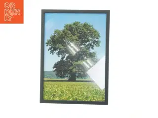 Indrammet billede af træ i landskab (str. 29,8x42 cm)