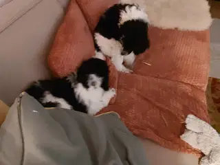 Harlekin pudler til salg