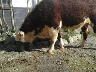 HereFord Løbetyr 