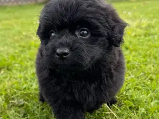 Pomerania hvalpe til sommerferien 