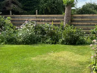 Terrassebrædder trykimprægnerede