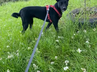 Kamy