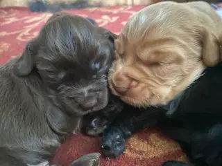FT Cocker Spaniel hvalpe