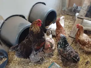 Brahma høns