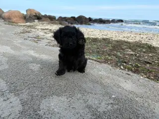 2 Dejlige Maltipoo drenge
