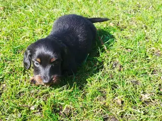 GRAVHUNDE HVALPE LANGHÅRET DVÆRG