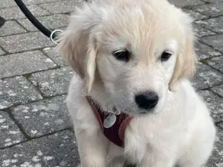 Golden retriever hvalpe 