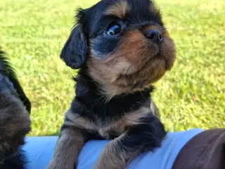 Cavalier King Charles hvalpe