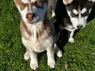 Din nye husky ven venter på dig