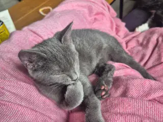 1 sød grå hunkilling sælges