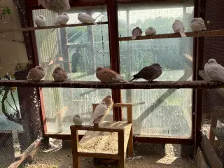 Trylleduer (Ringnecked doves)