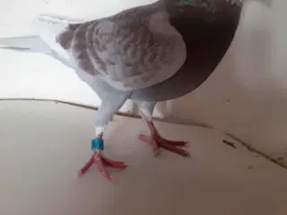 4 stk brevduer hanner 200 kr pr stk