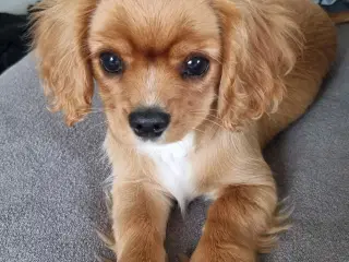 Cavalier king charles spaniel 