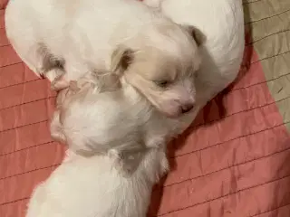 Coton de tulear/bomuldshunde