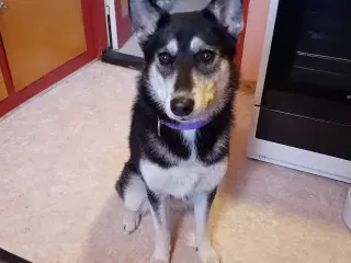 Husky bla. 