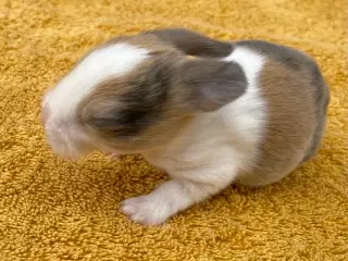 HOLLÆNDER HAN JAPANER SORT/GUL